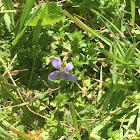 prairie violet