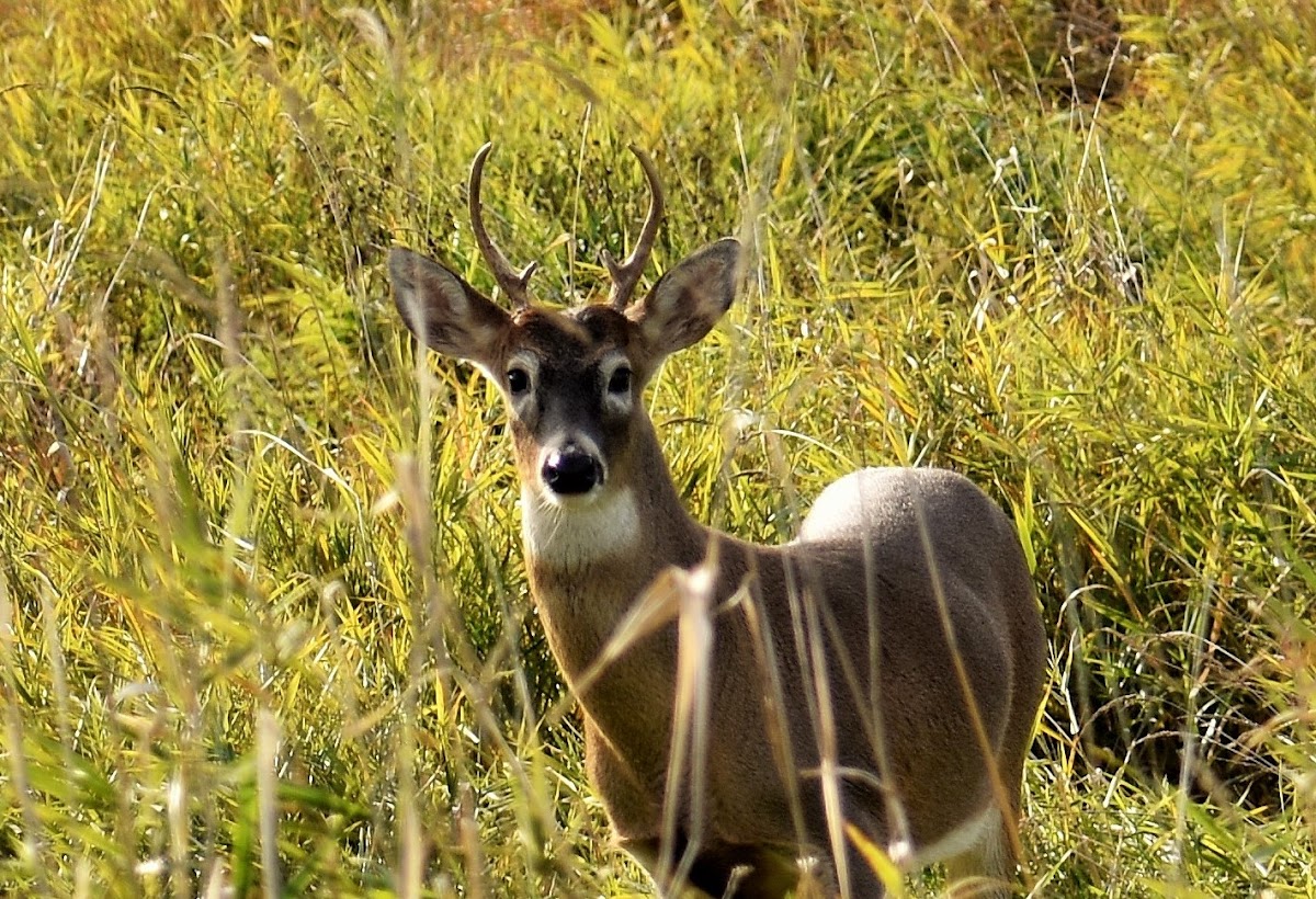 Columbian white-tailed deer