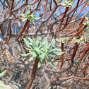 Wood Spurge