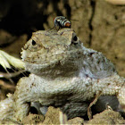 Western Fence Lizard