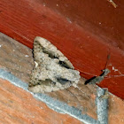 Sweetheart Underwing Moth