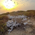 Greater Crested Tern chicks.