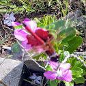 Red Saddlebags Dragonfly