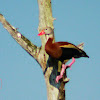 Black-bellied Whistling Duck