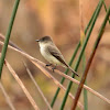 Eastern Phoebe