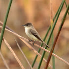 Eastern Phoebe