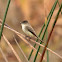 Eastern Phoebe