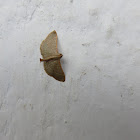 Moth