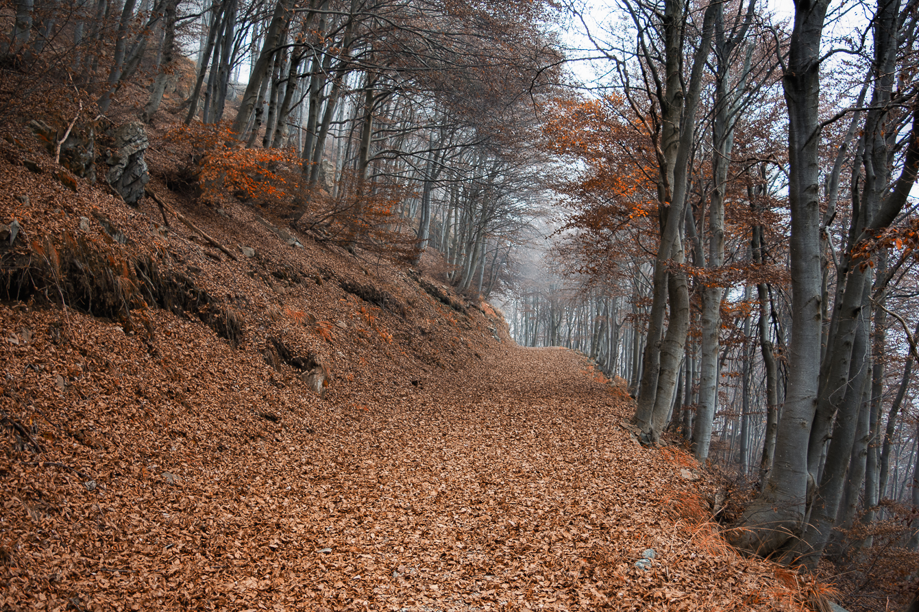 In the autumn forest di Barbara Surimi