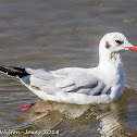 Black-headed Gull