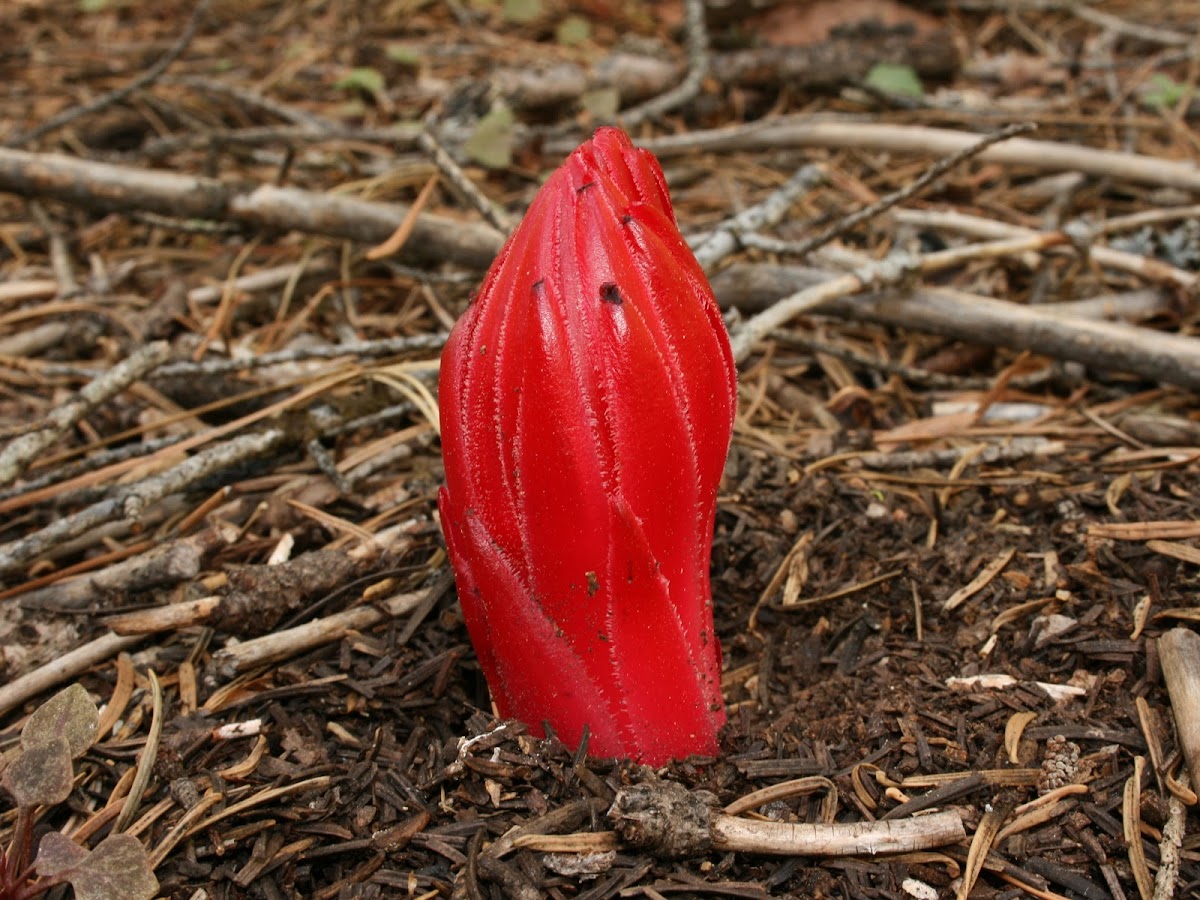 Snow Plant