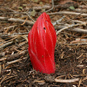 Snow Plant