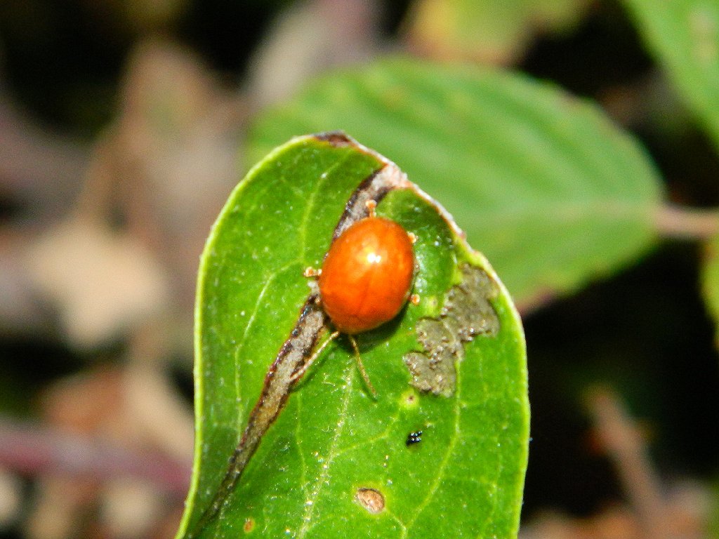 Spotless 24-spot Ladybird