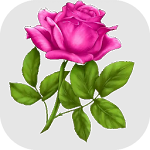 Cover Image of डाउनलोड Good morning Flower Wallpapers Colorful Roses 4K 1.0 APK