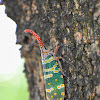 Lanternfly / Lantern Bug