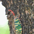 Lanternfly / Lantern Bug