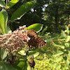 Great Spangled Fritillary