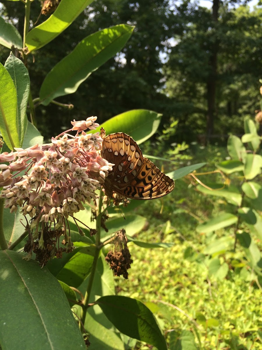 Great Spangled Fritillary