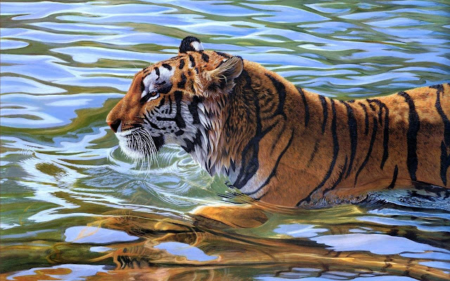 Swimming Tiger chrome extension