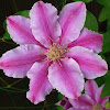 Clematis