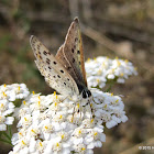 Sooty Copper