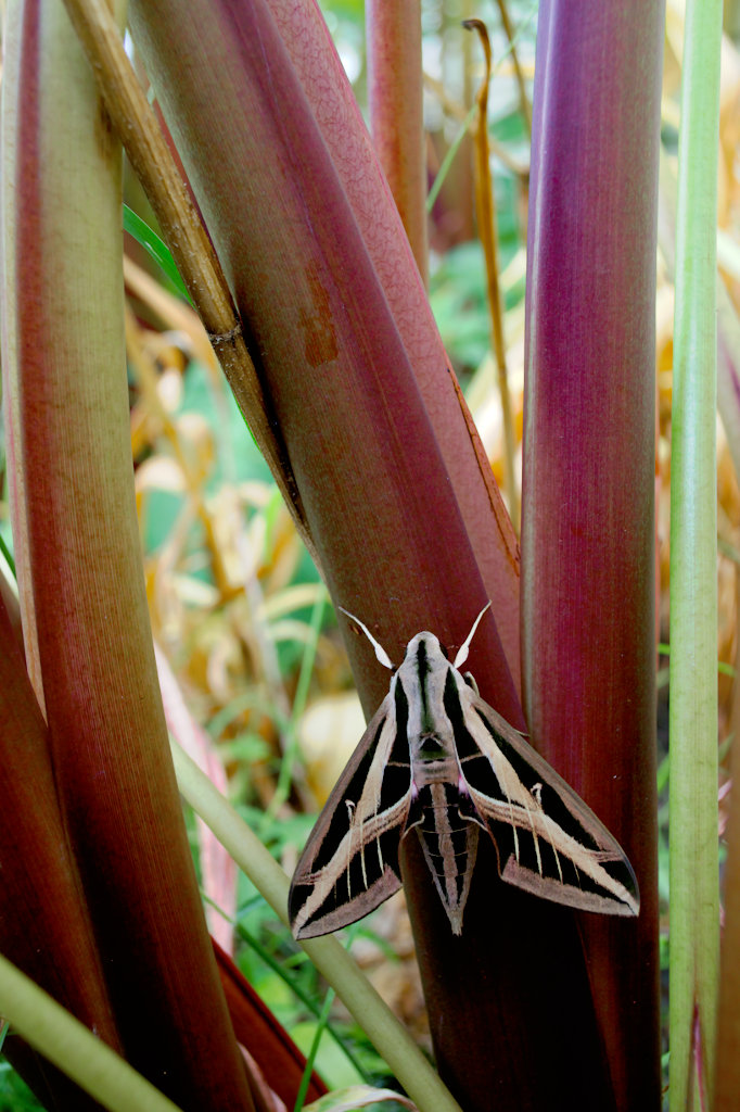 Banded Sphinx Moth