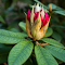 Item logo image for Green leaves red flowers