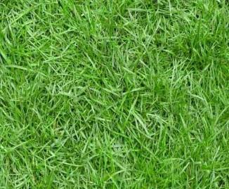 Description: 10 Jenis Rumput Taman untuk Halaman Rumah Terpopuler