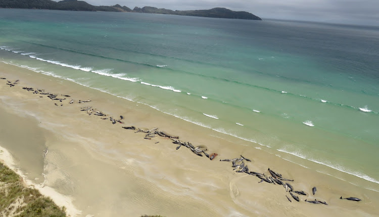 A supplied image shows around 145 pilot whales that died in a mass stranding on a beach on Stewart Island, located south of New Zealand's South Island, November 25, 2018. Picture taken November 25, 2018.