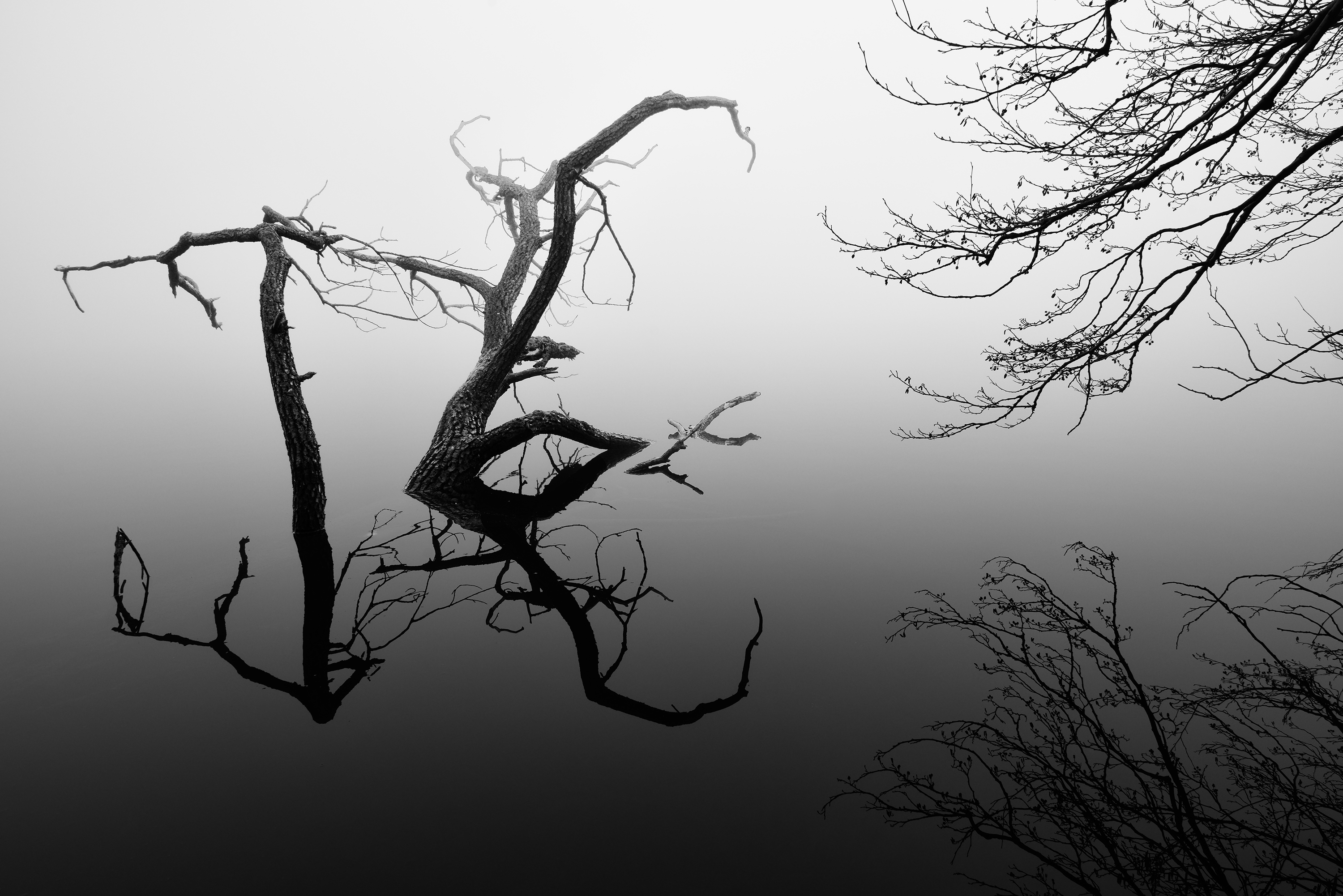 Riflessi tra la nebbia di Francescogiacomo