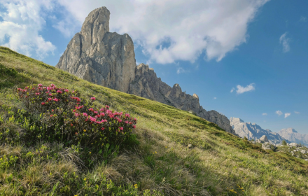 Flower cluster on the mountain small promo image