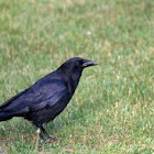 Crow