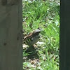 House Sparrow