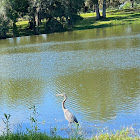 Great Blue Heron