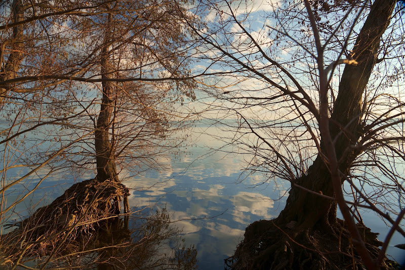 Alberi fluttuanti di jerrysalta