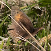 Meadow Brown