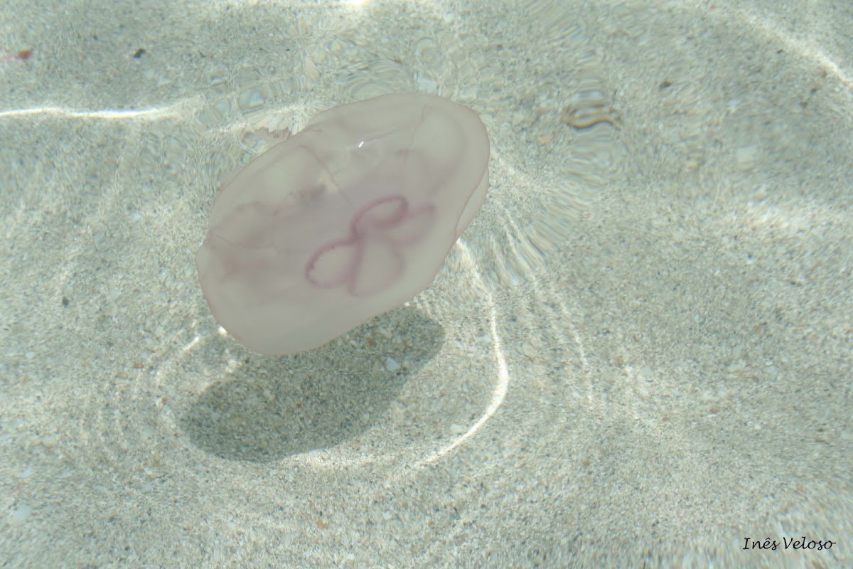 Moon Jellyfish