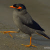 Bank myna