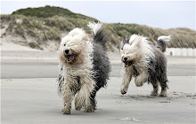 Old English Sheepdog Themes & New Tab small promo image