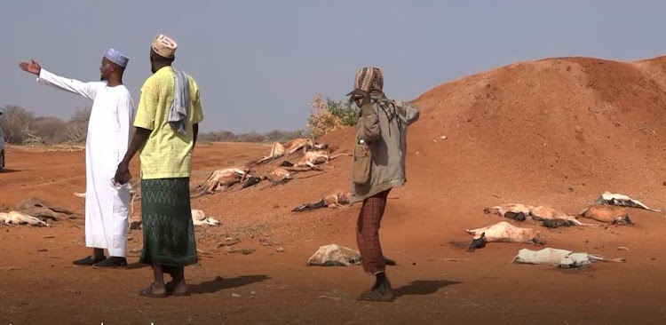 Residents of Habaswein stare at carcasses of their animals that died from drought in in Wajir South, Wajir county.