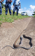 The 2.3m black mamba cops spotted near King Shaka International Airport.