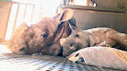 Amelia and Jessie, now firm friends at the Rhino Orphanage.