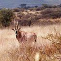 East African Oryx