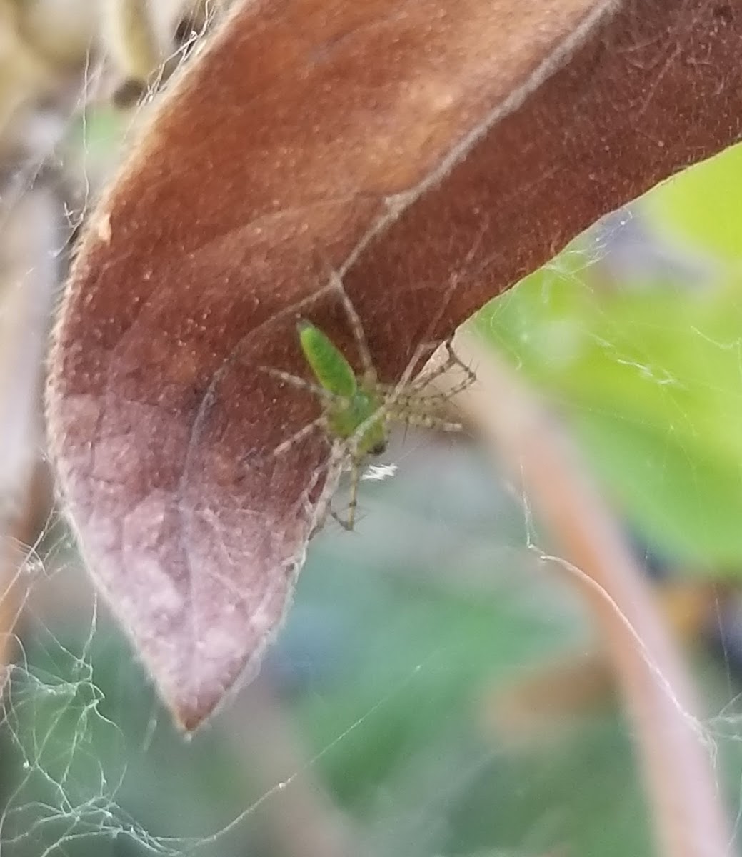 Magnolia green jumper