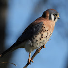 American kestrel