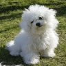 عوعو- كلاب منوعة icon