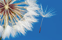 Dandelion Wallpapers Theme New Tab small promo image