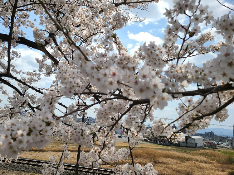 レヴォーグの桜とコラボ・桜と愛車に関するカスタム事例の投稿画像4枚目