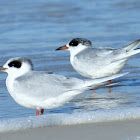 Forster's Tern