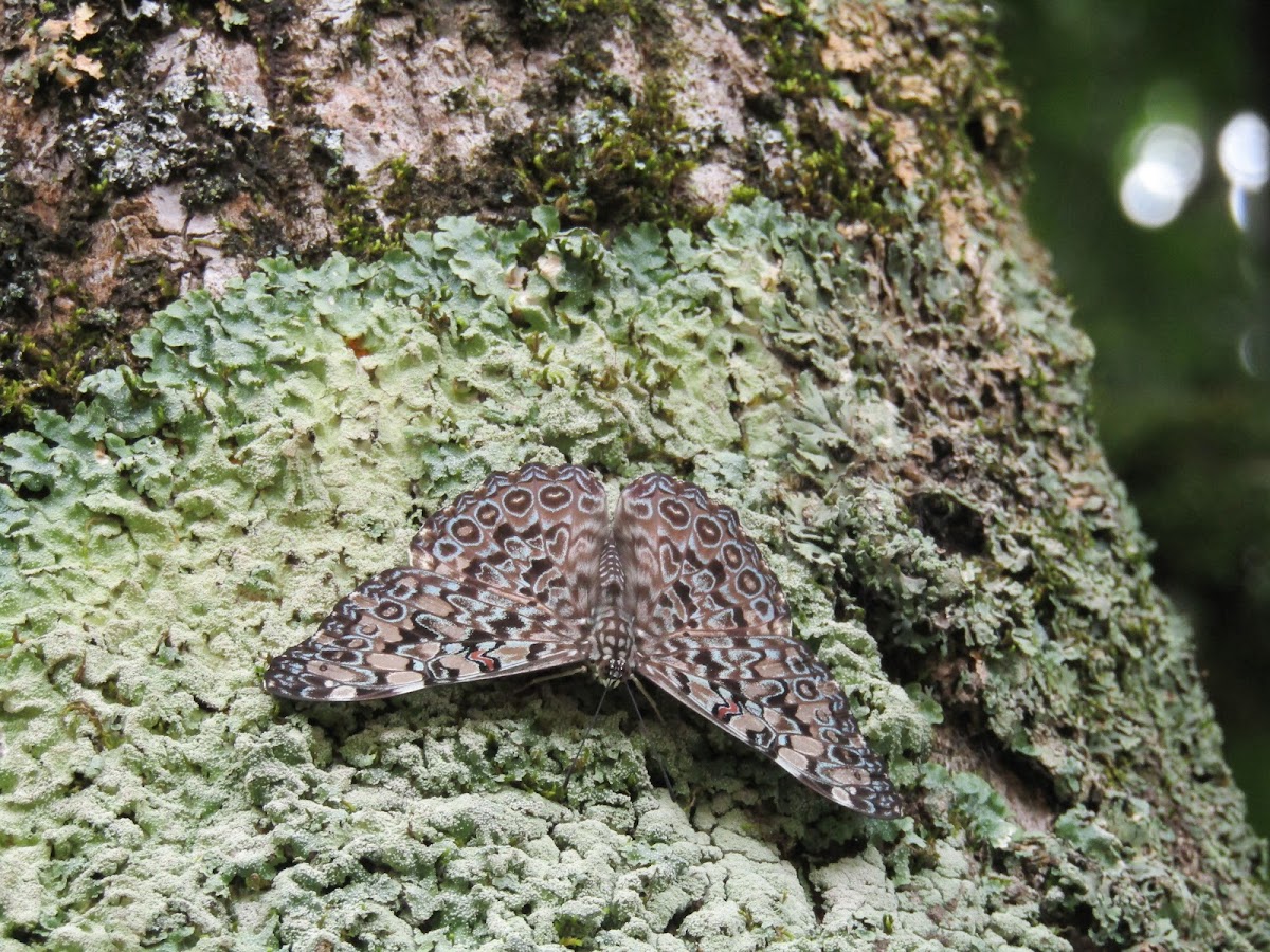 Borboleta